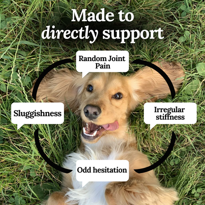 New expert formulated Joint Restore Chews